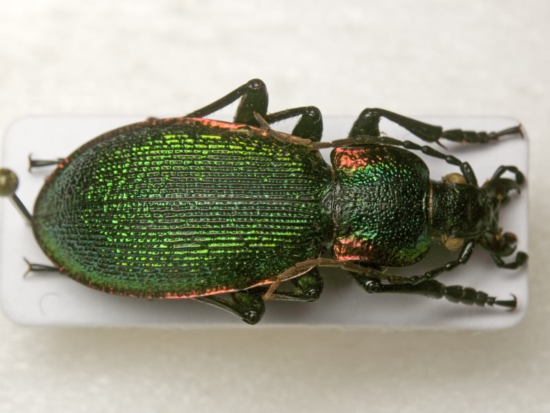 Carabus vietinghoffi bowringi Chaudoir, 1863